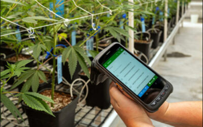 Colorado Marijuana Company Challenging RFID Tag Requirement