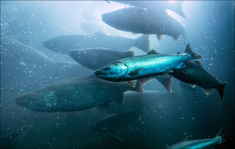 Wild salmon migrating upstream in the Columbia River, Oregon.