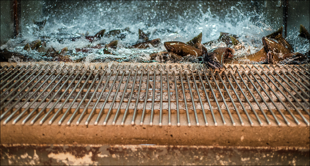 Live chinook salmon at a fish hatchery, flopping and splashing on a metal grid, being transferred out of the main holding tank for spawning