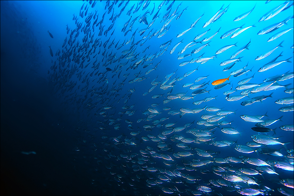 IMR uses tag-recapture methods to help commercial and conservation interests understand details about fish and their movements.