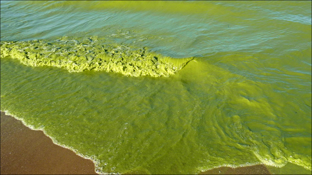 Excessive algal growth in Lake Erie poses a threat to human health, as well as to the ecosystem.