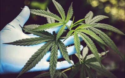 Cannabis Operators Say They Have Little to Show for Track-and-Trace Investments