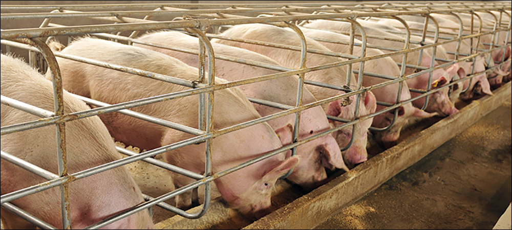 BLE and RFID Manage Pig Health and Happiness