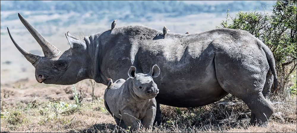 IoT Protects Endangered African Wildlife