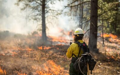 IoT Sniffs for Smoke to Prevent Wildfires
