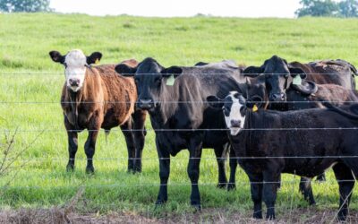 South Dakota Senator Seeks to Block RFID Tagging Rule