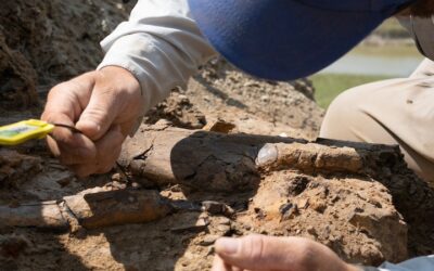 RFID Digitizes Dinosaur Bone Collection