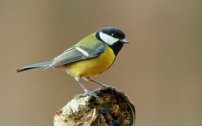 RFID Correlates Birds’ Adventurous Feeding with Social Activity